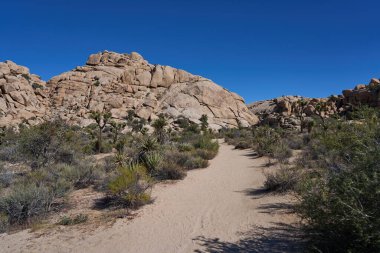 Joshua Tree Ulusal Parkı, CA, ABD - 19 Ekim 2025 - Kum yürüyüşü rüzgarları Joshua ağaçları ve kaya oluşumlarıyla çöl arazisinde eser