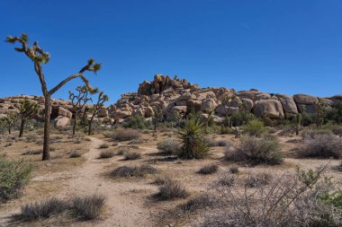 Joshua Tree Ulusal Parkı, CA, ABD - 19 Ekim 2025 - Kum yürüyüşü rüzgarları Joshua ağaçları ve kaya oluşumlarıyla çöl arazisinde eser