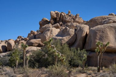 Joshua Tree Ulusal Parkı, CA, ABD - 19 Ekim 2025 - Kum yürüyüşü rüzgarları Joshua ağaçları ve kaya oluşumlarıyla çöl arazisinde eser