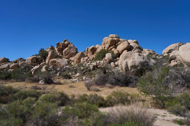 Joshua Tree Ulusal Parkı, CA, ABD - 19 Ekim 2025 - Kum yürüyüşü rüzgarları Joshua ağaçları ve kaya oluşumlarıyla çöl arazisinde eser