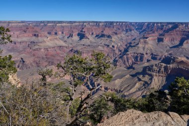 Büyük Kanyon, ABD - 20 Ekim 2025 - Engebeli ağaçlar ve düşen kütüklerle Büyük Kanyon manzarası