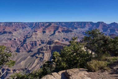 Büyük Kanyon, ABD - 20 Ekim 2025 - Engebeli ağaçlar ve düşen kütüklerle Büyük Kanyon manzarası