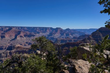 Büyük Kanyon, ABD - 20 Ekim 2025 - Engebeli ağaçlar ve düşen kütüklerle Büyük Kanyon manzarası