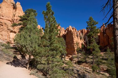 Bryce Canyon, Utah, ABD - 21 Ekim 2025 Bryce Canyon Ulusal Parkı 'nın ikonik kabadayıları ve açık mavi gökyüzü altındaki çam ağaçları