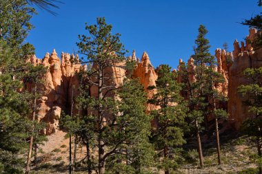 Bryce Canyon, Utah, ABD - 21 Ekim 2025 Bryce Canyon Ulusal Parkı 'nın ikonik kabadayıları ve açık mavi gökyüzü altındaki çam ağaçları