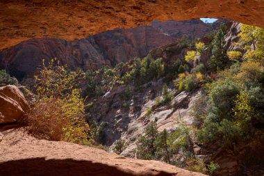 Ulusal Zion Parkı, Utah, ABD - 21 Ekim 2025 Dar bir kanyonda yüksek kum taşı tepeleri ve yemyeşil ağaçlarla dolambaçlı yürüyüş yolu