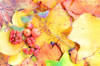 Akçaağaç, yaban elması ve Rowan 'ın sonbahar meyveleri orman yaprakları üzerinde durgun bir yaşam oluşturuyorlar.