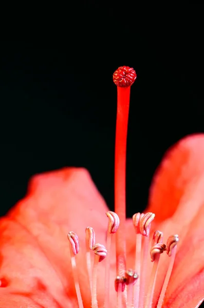 Bir rhododendron çiçeğinin (Rhododendron Halfdan Lem) Macro fotoğrafı siyah bir arkaplanda erkeklik organı ve erkeklik organlarını gösteriyor 