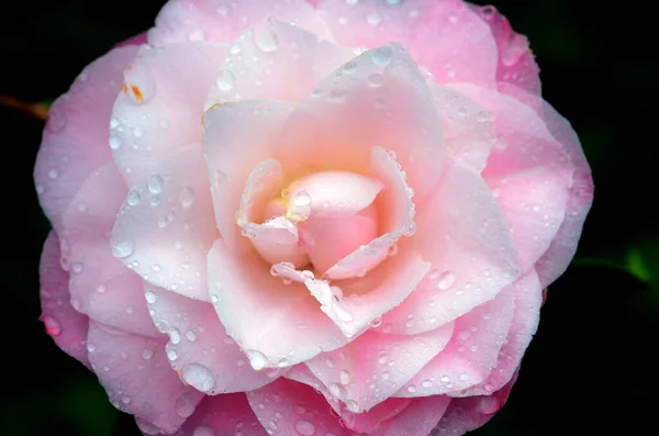 Camellia Flower Camellia Sinensis Native East Asia Cultivated Ornamental Its — Stock Photo, Image