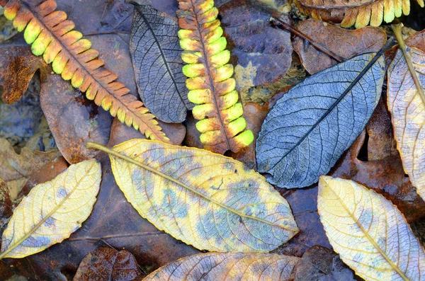 Folhas Árvores Diferentes Caíram Chão — Fotografia de Stock