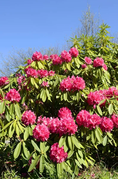 Flowers Rhododendron Arboreum Shrub Native Asia —  Fotos de Stock