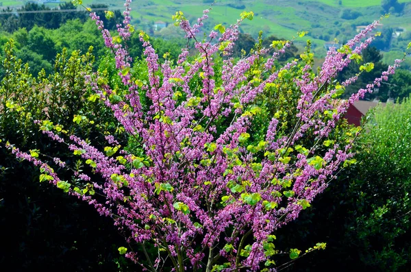 Cercis Siliquastrum Vulgarmente Conhecido Como Árvore Judas — Fotografia de Stock