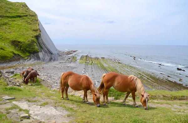 Sakoneta koyundaki atlar Zumaia sineğinin yanında, Pais Vasco, İspanya
