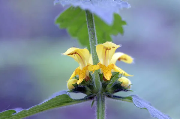 Virágai Sárga Arkangyal Lamium Galeobdolon Egy Közös Vadon Élő Növény — Stock Fotó