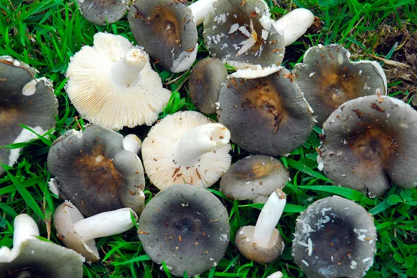 Yazın ve sonbaharda yenilebilir mantar toplamak: Russula siyanoksantha