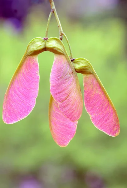 Akçaağaç meyveleri (Acer sp)