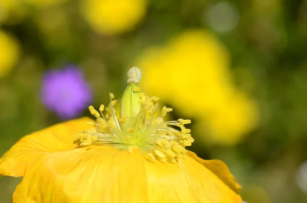 Wildblumen Mohn Meconopsis Cambrica — Stockfoto