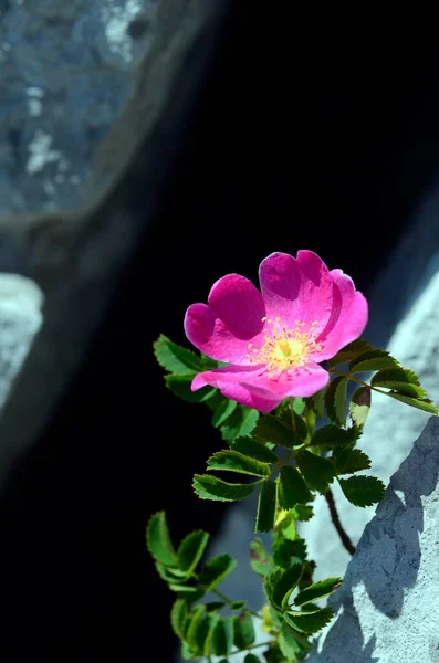 Роза Маятник Красивая Роза Которая Растет Среди Скал Гор — стоковое фото