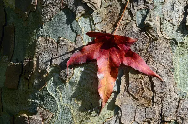 Blatt Auf Der Rinde Von Platanus Hispanica — Stockfoto