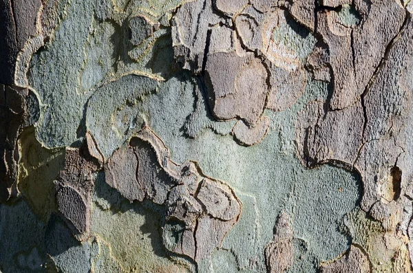 Platanus x hispanica kabuğu (veya Platanus x occidentalis))