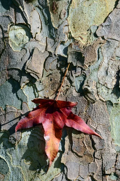 Leaf Bark Platanus Hispanica — Foto de Stock
