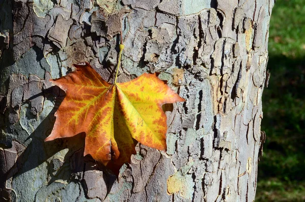 Liść Krze Platanus Hispanica — Zdjęcie stockowe