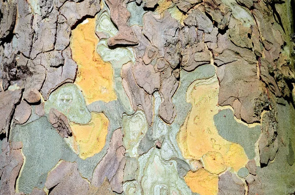 Platanus x hispanica kabuğu (veya Platanus x occidentalis))