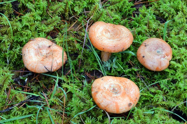 Lactarius Deliciosus Cogumelo Selvagem Comestível Apreciado Pelo Seu Sabor — Fotografia de Stock