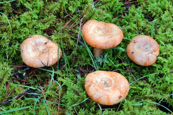 Lactarius Deliciosus Lezzeti Için Değerli Olan Yenilebilir Bir Mantar — Stok fotoğraf