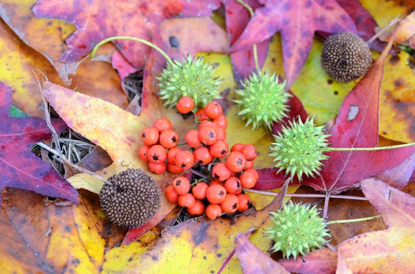 Nature Morte Formée Par Les Feuilles Les Fruits Automnaux Sorbus — Photo