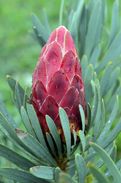 Protea Venus Uma Variedade Cultivada Nativa África Sul — Fotografia de Stock