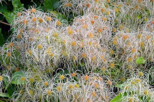 Vahşi bitkiler: Yaşlı adamın sakalı olarak da bilinen Clematis Vitalba meyveleri