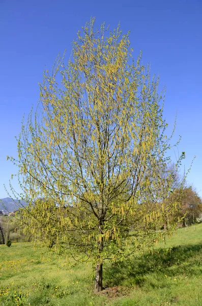 Ostrya Virginiana Flower 原产于北美并作为观赏植物用于园艺的物种 — 图库照片