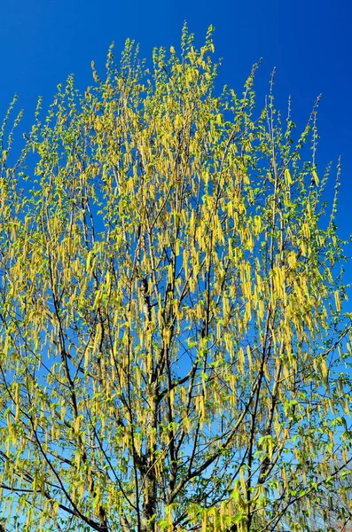 Ostrya Virginiana Квітці Вид Поширений Північній Америці Використовується Садівництві Декоративний — стокове фото