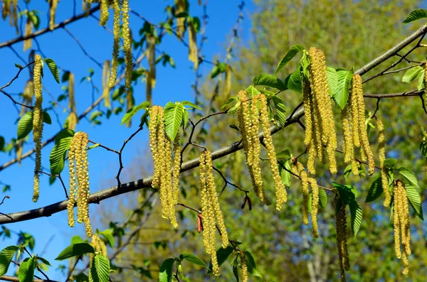 Ostrya Virginiana花 原产于北美 作为一种观赏植物用于园艺 — 图库照片