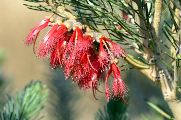 Calothamnus quadrifidus 