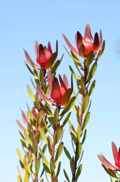 Leucadendron Safari Sunset Originaire Afrique Sud Utilisé Dans Jardinage Comme — Photo