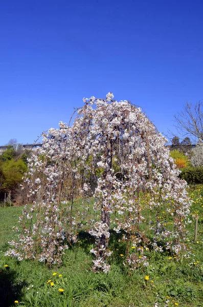 Prunus Subhirtella Pendula Fleur — Photo