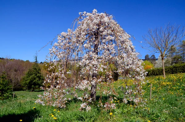 Prunus Subhirtella Pendula Квітці — стокове фото