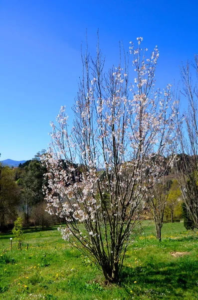 Prunus Serrulata Amanogawa Fleur Est Une Espèce Originaire Asie — Photo