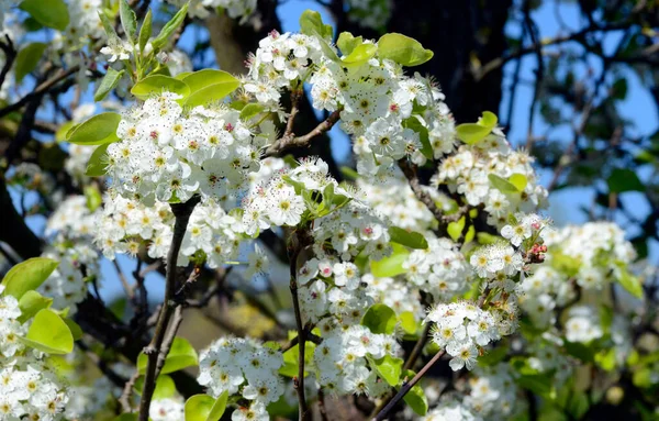 Fleurs Aubépine Crataegus Monogyna — Photo