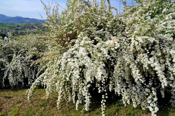 Floraison Berberis Thunbergii Atropurpurea Nana Épine Vinette — Photo