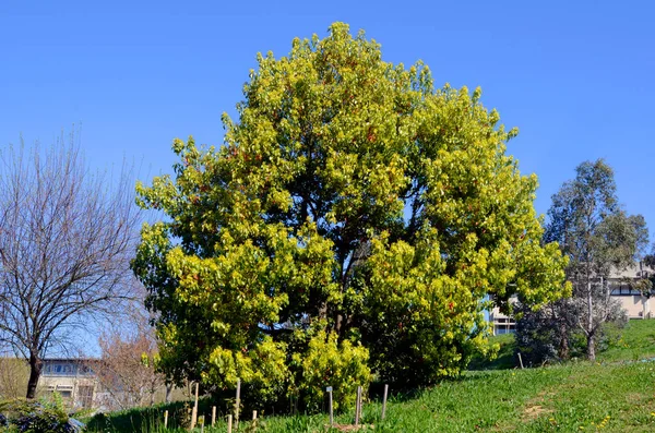 Cinnamomum Camphora Дерево Камфори Рідні Види Китаю — стокове фото