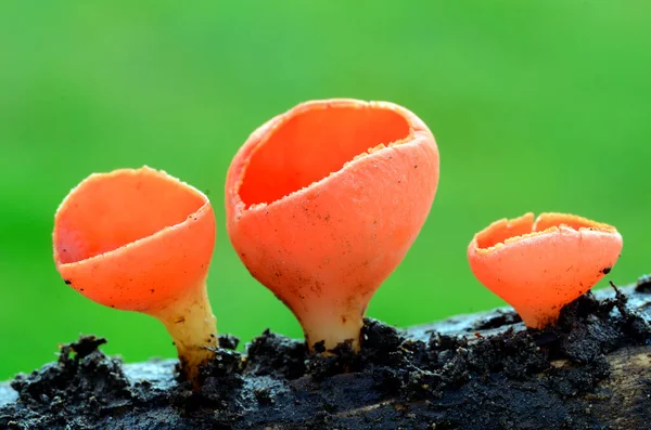 Sarkoscypha coccinea, ölü bir ağaçta yetişen güzel bir mantar.
