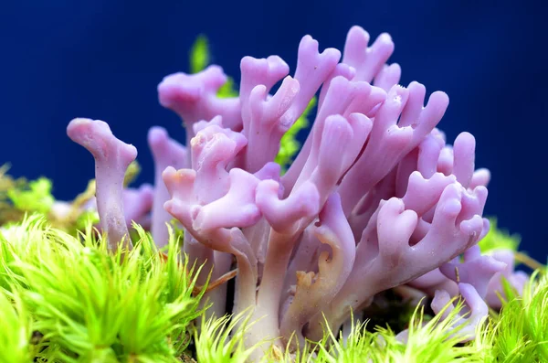 Clavaria Zollingeri, ormanlarda yetişen güzel bir mantar.