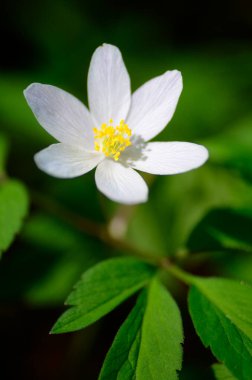 Bahar yabani bitkileri: Orman anemonu (Anemonoides nemorosa veya Anemone nemorosa)