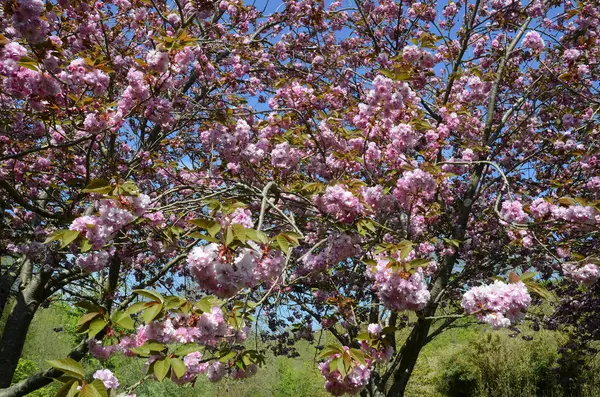 Prunus Serrulata Kanzan Bel Arbre Qui Fleurit Printemps Utilisé Dans — Photo