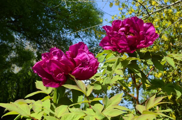 Flores Primavera Paeonia Suffruticosa Variedad Obtenida Tres Cultivares Paeonia —  Fotos de Stock