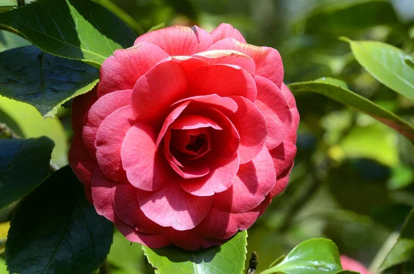 Flores Primavera Camellia Japonica Eugenia Montijo —  Fotos de Stock