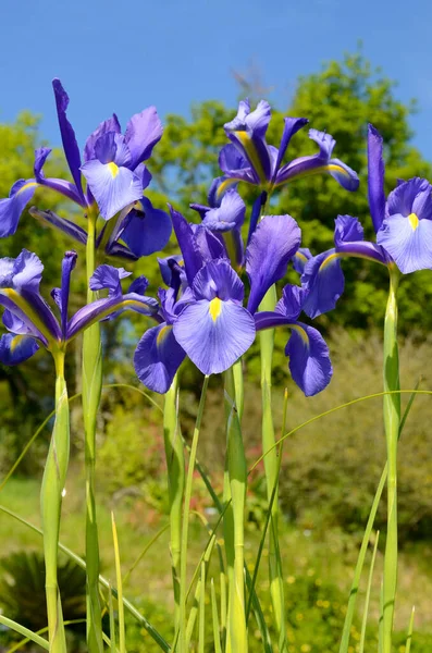 Flores Iris Germanica Una Planta Cultivada Por Belleza Jardín Botánico —  Fotos de Stock